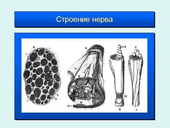 Строение нерва 