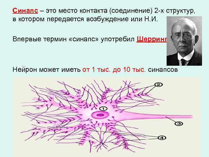 Синапс – это место контакта (соединение) 2 -х структур, в котором передается возбуждение или