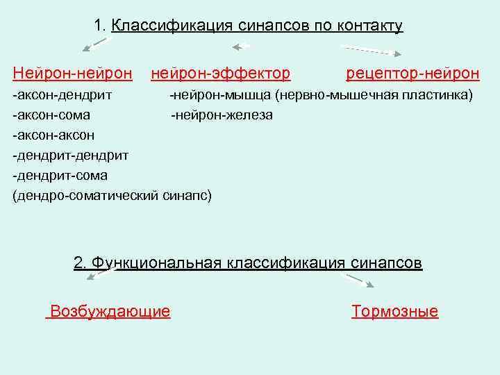1. Классификация синапсов по контакту Нейрон-нейрон-эффектор рецептор-нейрон -аксон-дендрит -нейрон-мышца (нервно-мышечная пластинка) -аксон-сома -нейрон-железа -аксон