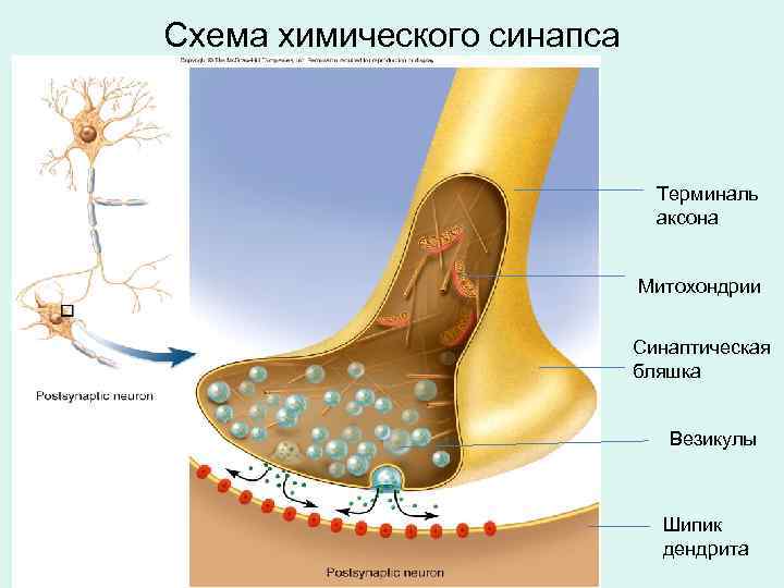 Схема химического синапса Терминаль аксона Митохондрии Синаптическая бляшка Везикулы Шипик дендрита 