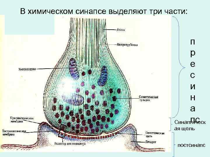 В химическом синапсе выделяют три части: п р е с и н а пс