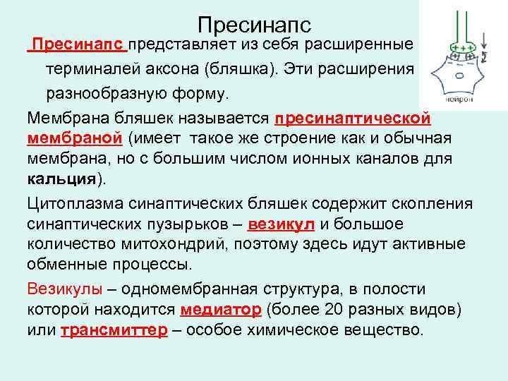 Пресинапс представляет из себя расширенные концы терминалей аксона (бляшка). Эти расширения имеют разнообразную форму.