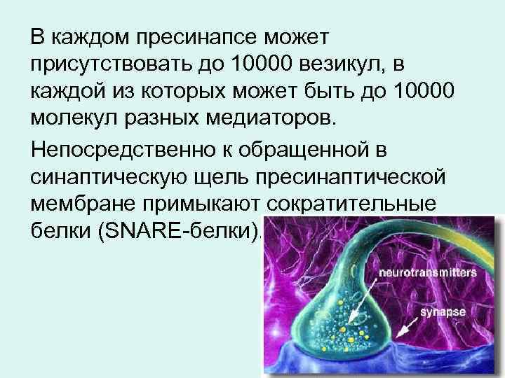В каждом пресинапсе может присутствовать до 10000 везикул, в каждой из которых может быть