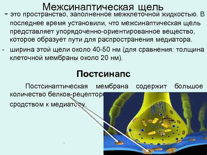 Межсинаптическая щель - это пространство, заполненное межклеточной жидкостью. В последнее время установили, что межсинаптическая