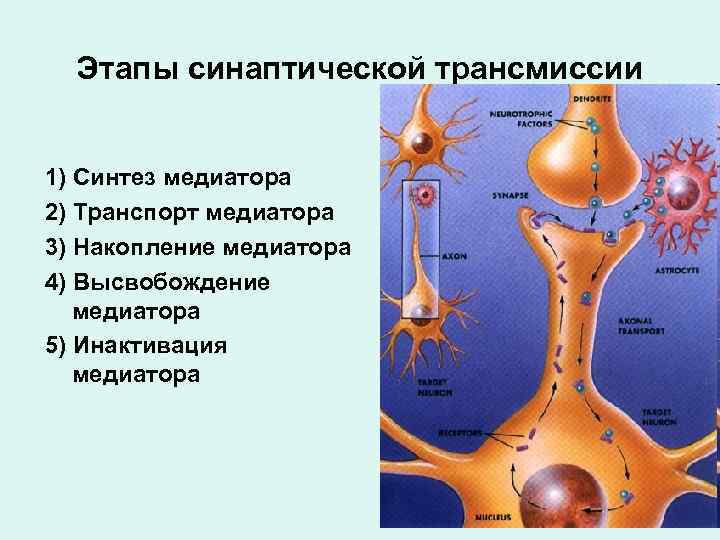 Этапы синаптической трансмиссии 1) Синтез медиатора 2) Транспорт медиатора 3) Накопление медиатора 4) Высвобождение