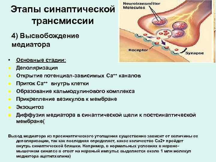 Этапы синаптической трансмиссии 4) Высвобождение медиатора • Основные стадии: Деполяризация Открытие потенциал-зависимых Ca++ каналов