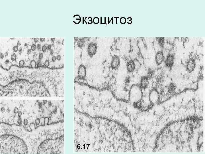 Экзоцитоз 6. 17 
