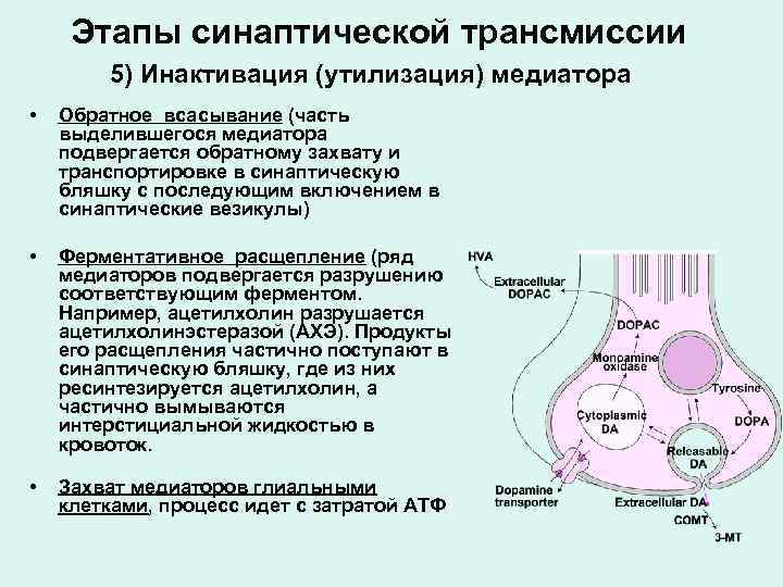 Этапы синаптической трансмиссии 5) Инактивация (утилизация) медиатора • Обратное всасывание (часть выделившегося медиатора подвергается