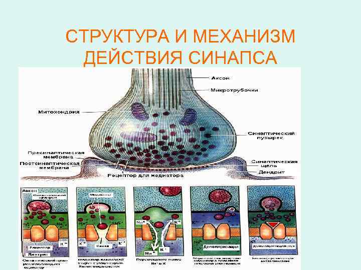СТРУКТУРА И МЕХАНИЗМ ДЕЙСТВИЯ СИНАПСА 