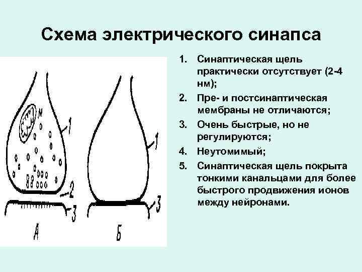 Схема электрического синапса 1. Синаптическая щель практически отсутствует (2 -4 нм); 2. Пре- и