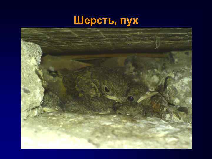 Шерсть, пух 