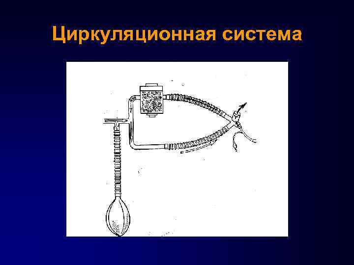 Циркуляционная система 