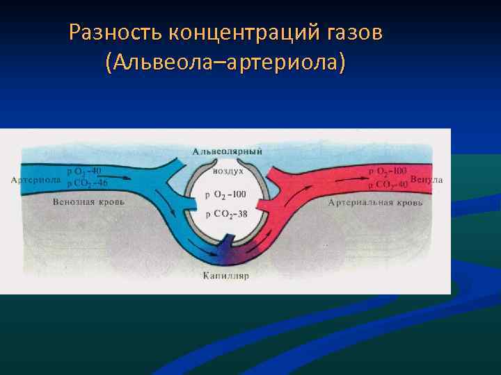 Разность концентраций газов (Альвеола–артериола) 