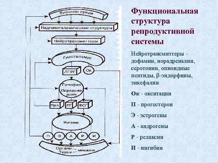 Препараты репродуктивной системы