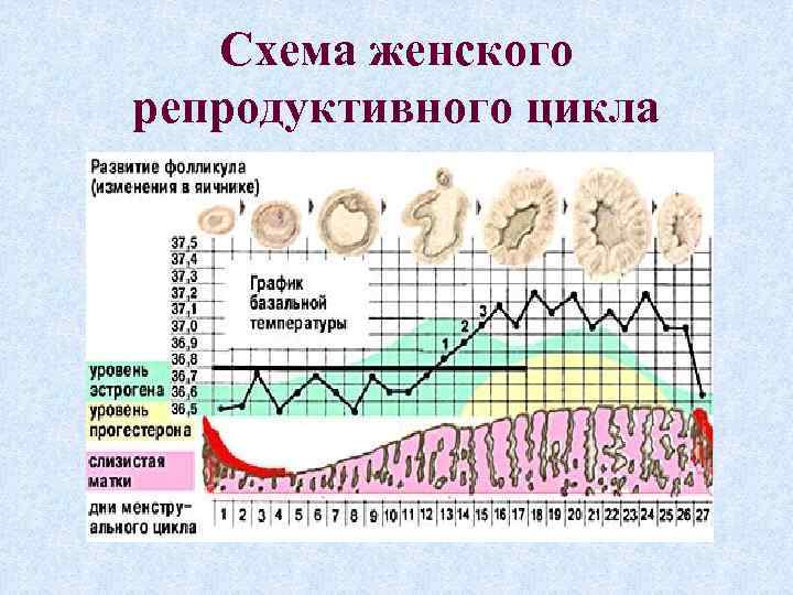 Схема женского репродуктивного цикла 