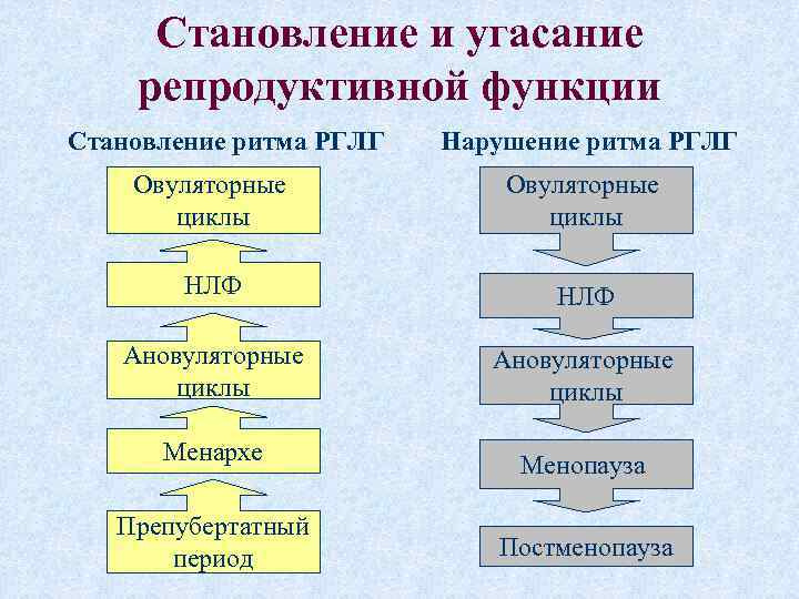 Становление и угасание репродуктивной функции Становление ритма РГЛГ Нарушение ритма РГЛГ Овуляторные циклы НЛФ