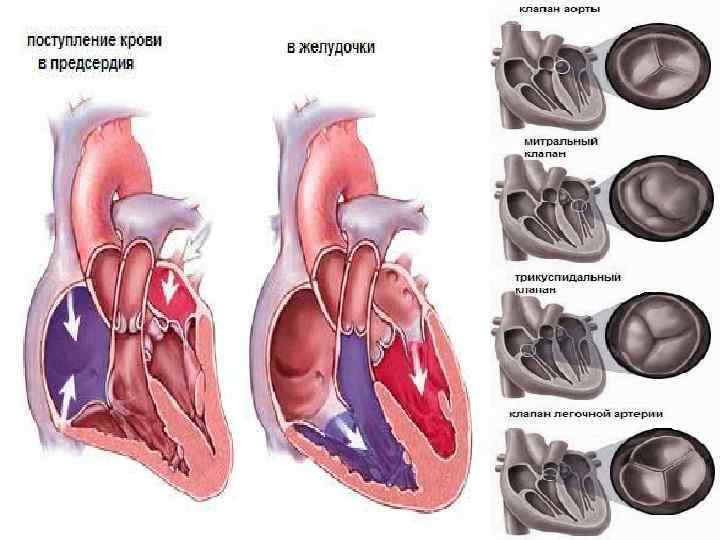 Аорта двухстворчатый клапан левое предсердие трехстворчатый клапан