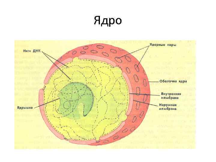 Ядро рисунок биология