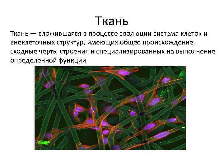 Ткань — сложившаяся в процессе эволюции система клеток и внеклеточных структур, имеющих общее происхождение,