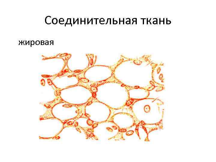 Соединительная ткань жировая 