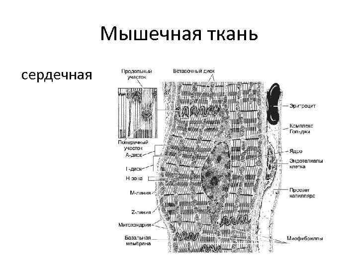 Мышечная ткань сердечная 