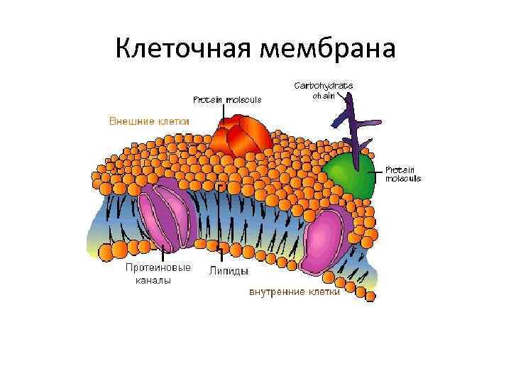 Мембрана клетки рисунок