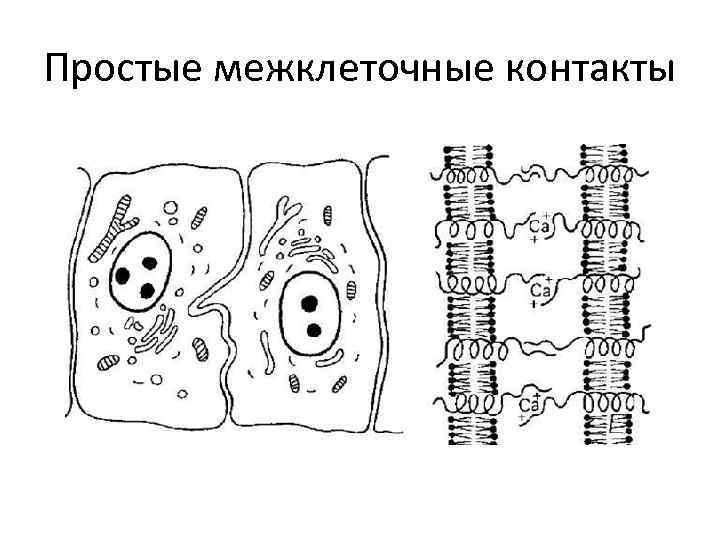 Виды межклеточных контактов