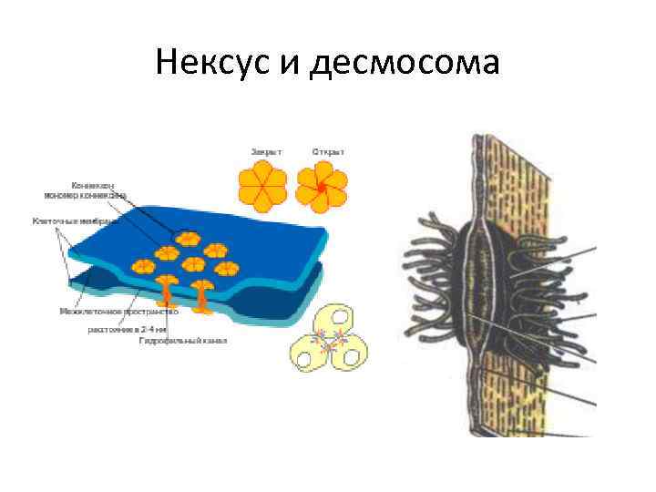 Нексус и десмосома 