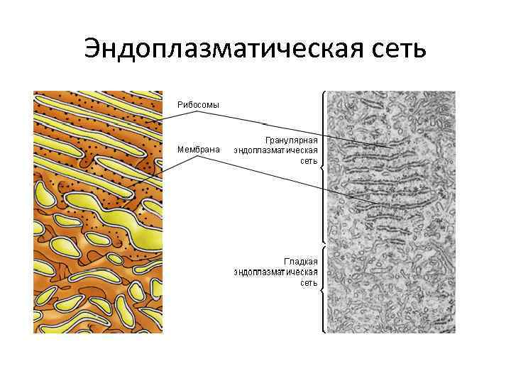 Эндоплазматическая сеть 