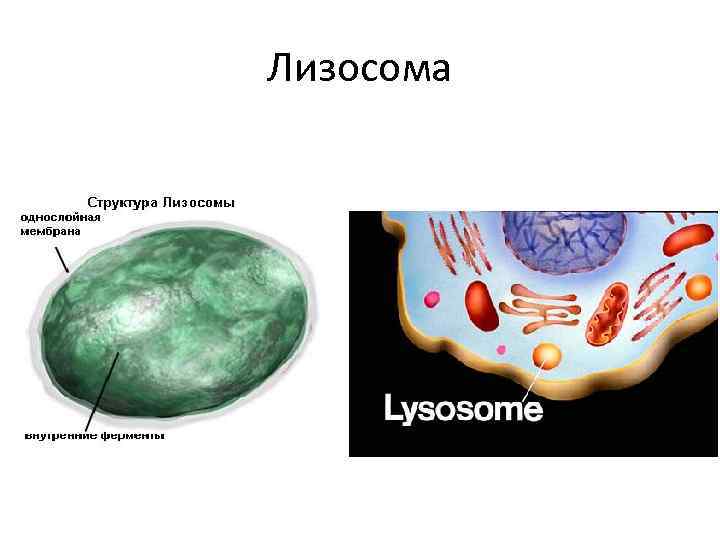 Лизосомы отсутствуют в клетках
