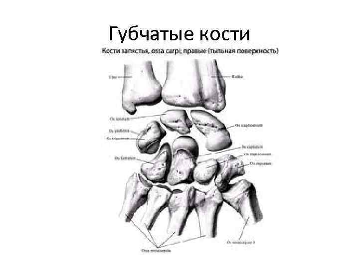 Выберите губчатую кость. Губчатая кость человека. Короткие губчатые кости человека. Короткие губчатые кости примеры. Схема губчатой кости.