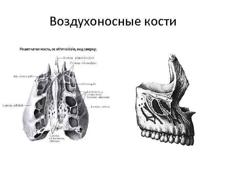 Воздухоносные полости в трубчатых костях