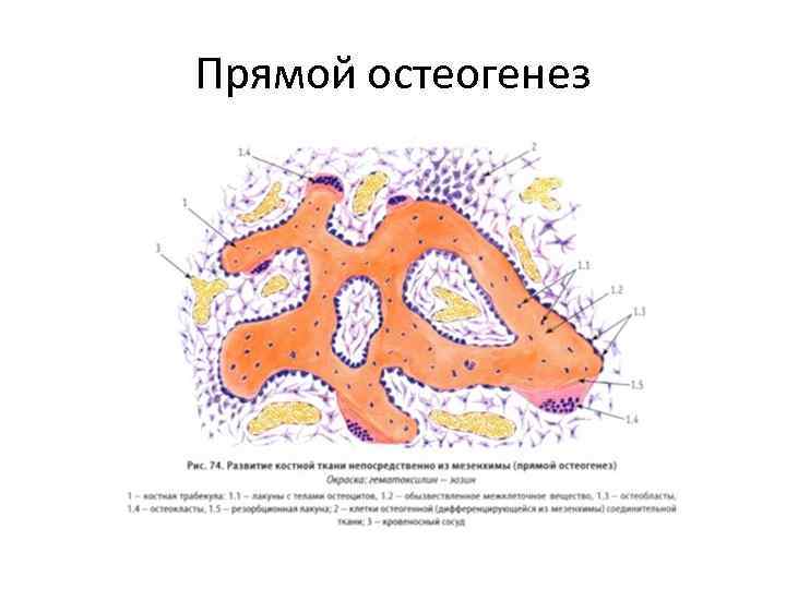 Репаративный остеогенез презентация