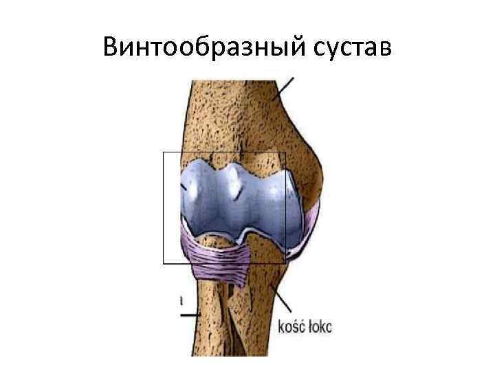 Характеристика сустава человека