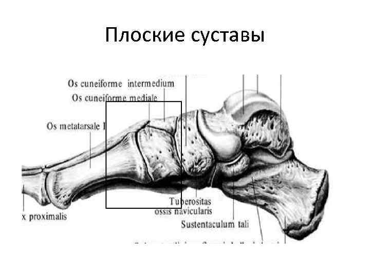 Тазобедренный сустав фото на человеке скелете