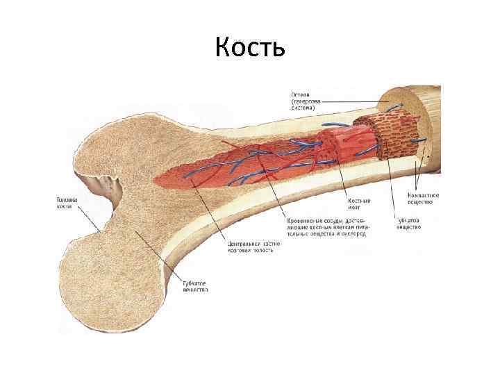 Красный костный мозг картинки