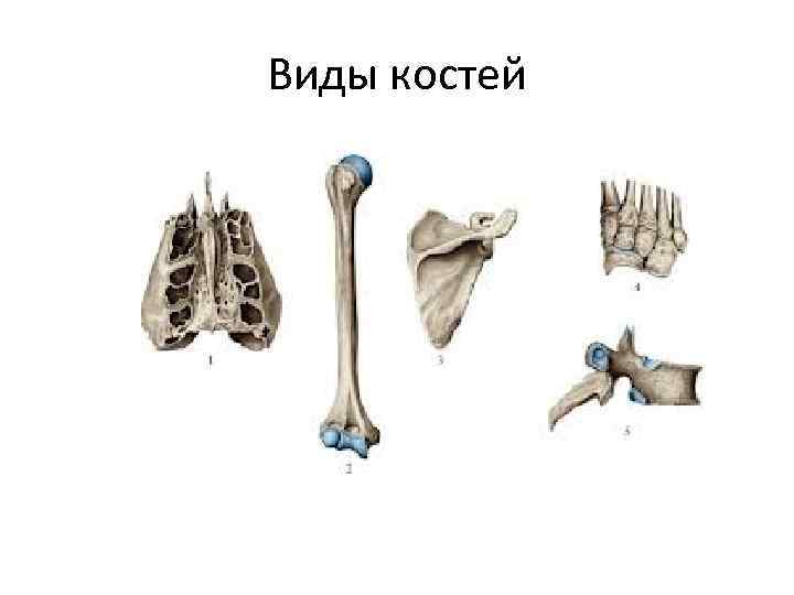 3 губчатые кости. Трубчатые губчатые плоские кости. Все виды костей.
