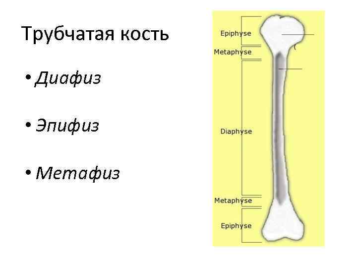 Образования костей схема