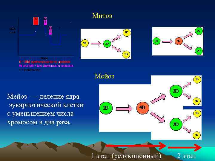 Митоз Мейоз — деление ядра эукариотической клетки с уменьшением числа хромосом в два раза.