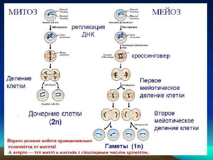 Первое деление мейоза принципиально отличается от митоза! А второе — это митоз в клетках