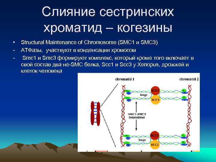 Слияние сестринских хроматид – когезины • - Structural Maintenance of Chromosome (SMC 1 и