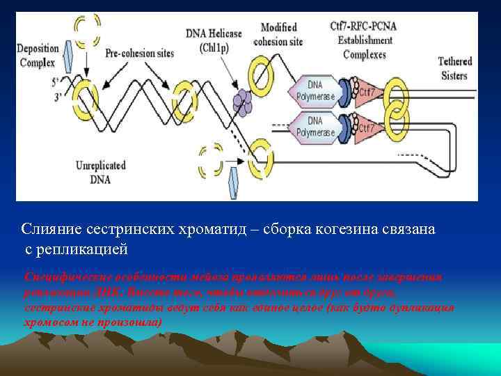 Слияние сестринских хроматид – сборка когезина связана с репликацией Специфические особенности мейоза проявляются лишь