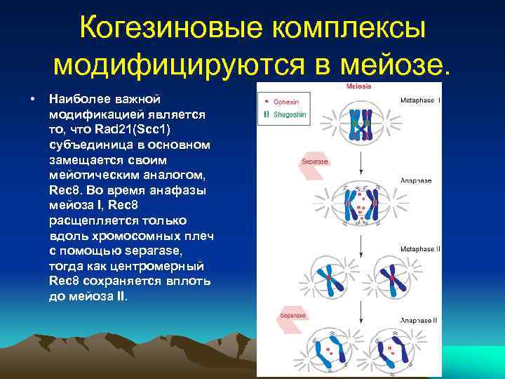 Особенности мейоза. Мейоз цитологическая и цитогенетическая характеристика. Мейоз характеристика процесса. Характеристика мейоза.