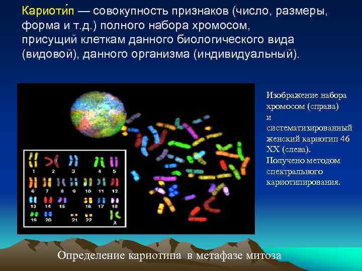 Совокупность признаков организма. Кариотип это совокупность. Совокупность числа величины и морфологии хромосом. Кариотип – совокупность признаков. Кариотип – совокупность признаков … Набора хромосом:.