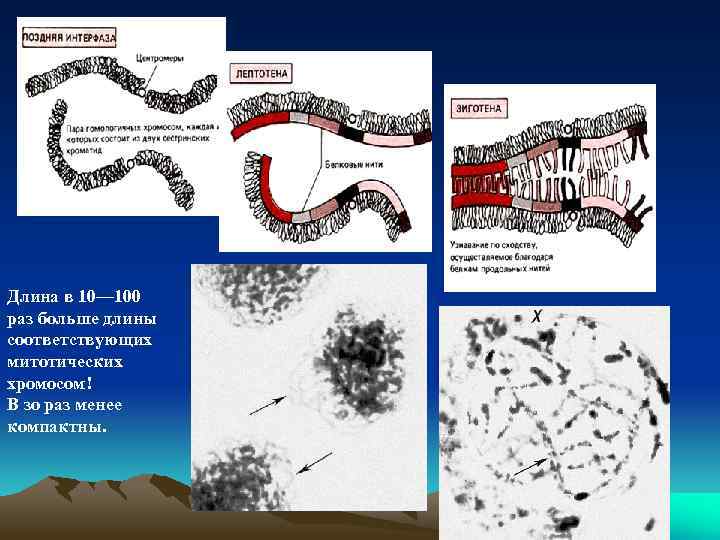Длина в 10— 100 раз больше длины соответствующих митотических хромосом! В зо раз менее