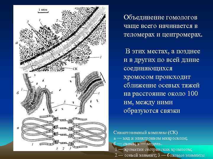 Объединение гомологов чаще всего начинается в теломерах и центромерах. В этих местах, а позднее