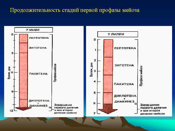 Продолжительность стадий первой профазы мейоза 