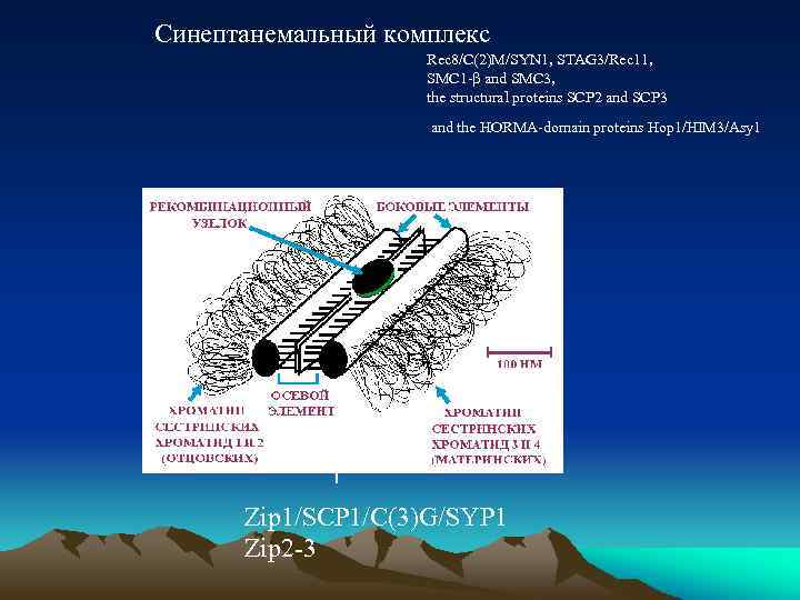 Синептанемальный комплекс Rec 8/C(2)M/SYN 1, STAG 3/Rec 11, SMC 1 -β and SMC 3,