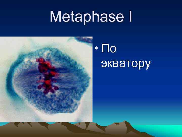 Metaphase I • По экватору 