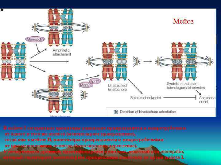 Мейоз В мейозе I сестринские хроматиды уникально прикрепляются к микротрубочкам из одного и того